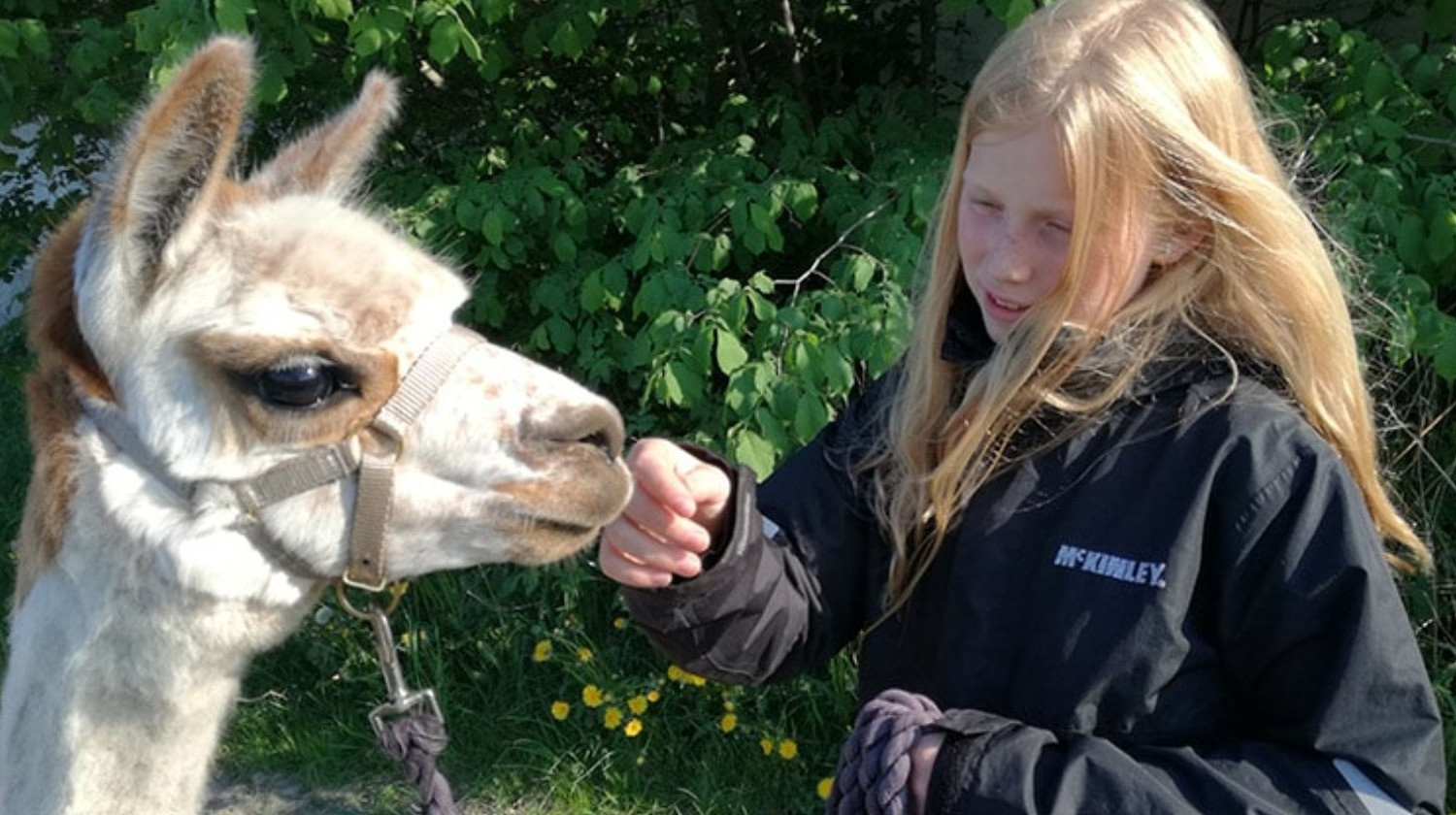 Alpacapark - VIP AlpacaGåtur - gåtur med alpaca - 2