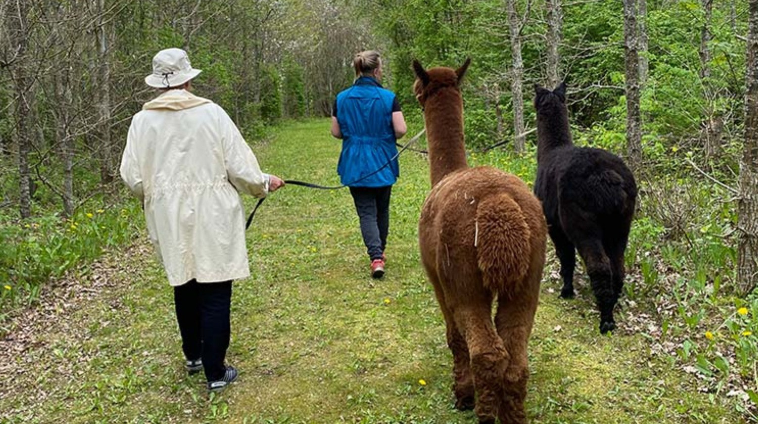 Alpacapark - AlpacaGåtur - Gåtur med alpaca - 1