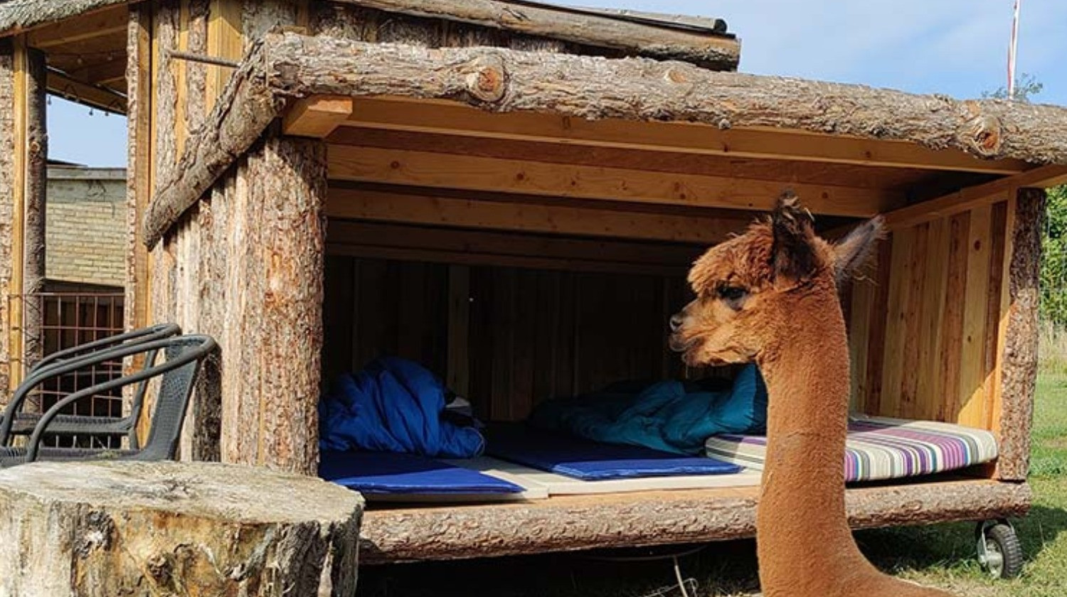 Alpacapark - Overnatning i AlpacaCamp - 2