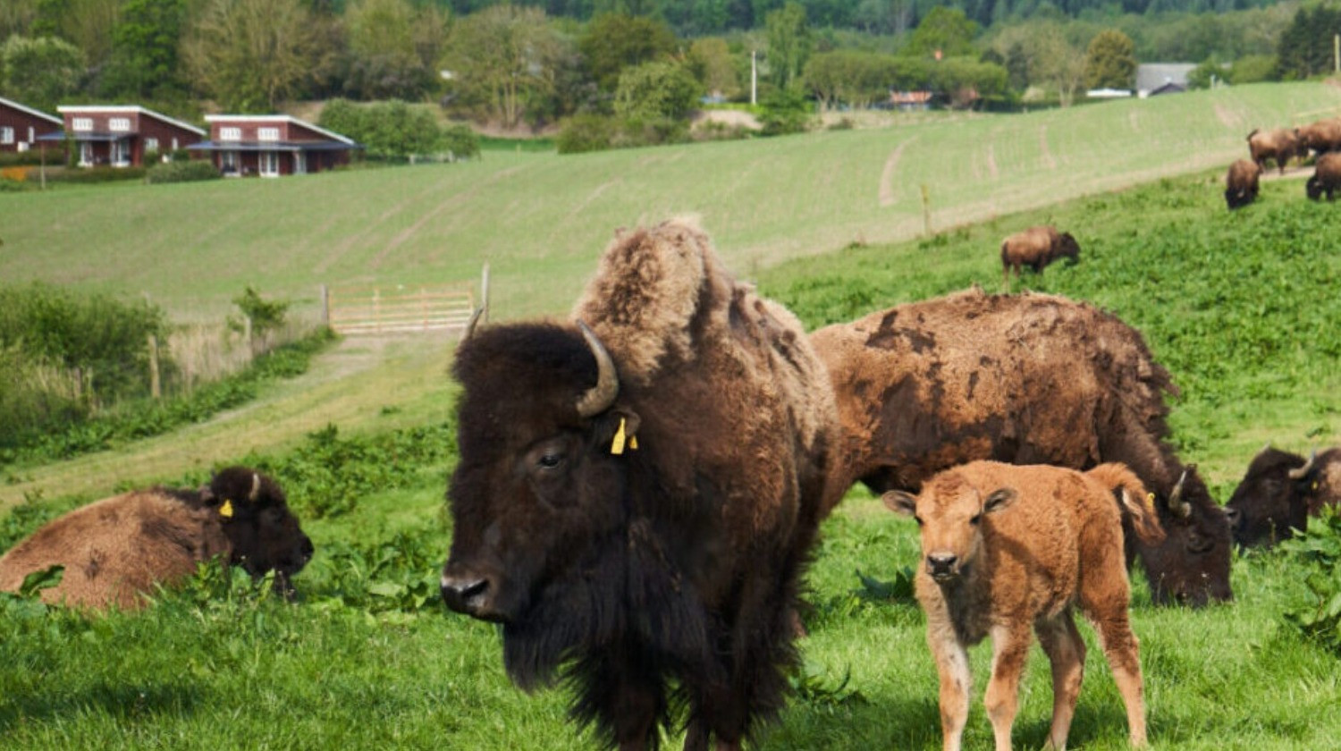 Ditlevsdal Bisonfarm - Bisonsafari på Fyn - 3