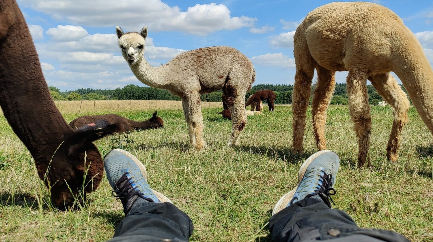 Alpacapark - 2 nætter i AlpacaFryd - 3