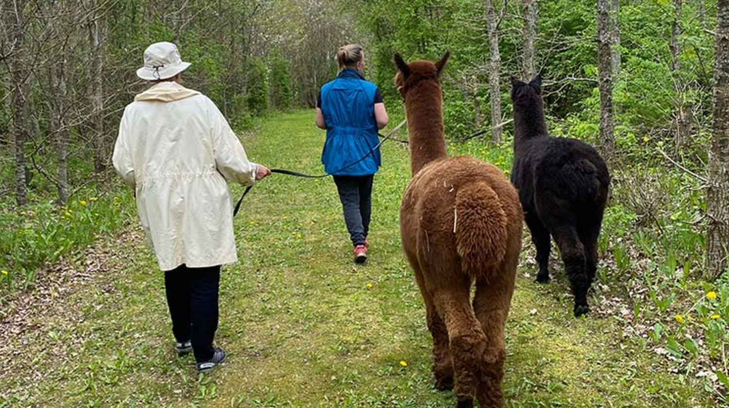 Alpacapark - VIP AlpacaGåtur - gåtur med alpaca - 4
