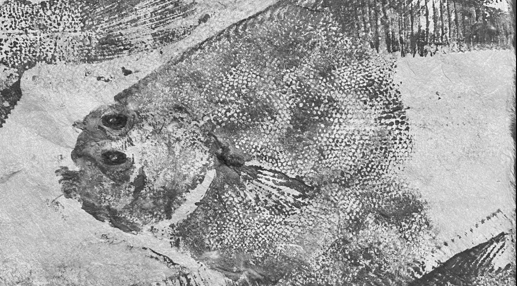 Galleri MOMLIS - GYOTAKU workshop - tryk en fisk - 3