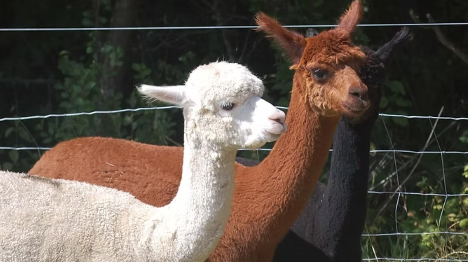 SOEMMI Heste & Alpakaer - Ridetur & alpakahygge hos Soemmi - 4