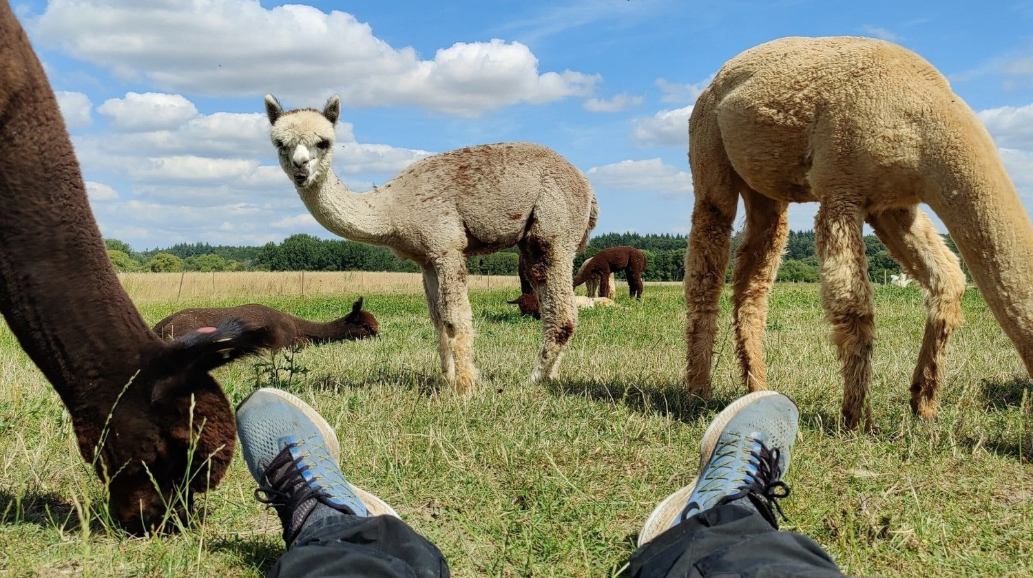 Alpacapark - VIP AlpacaGåtur - gåtur med alpaca - 3