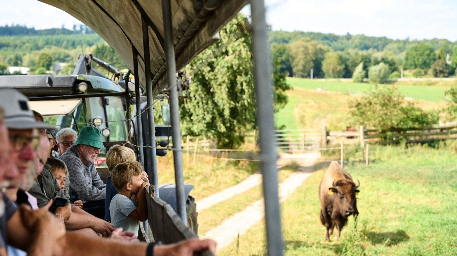Ditlevsdal Bisonfarm - Bisonsafari på Fyn - 1