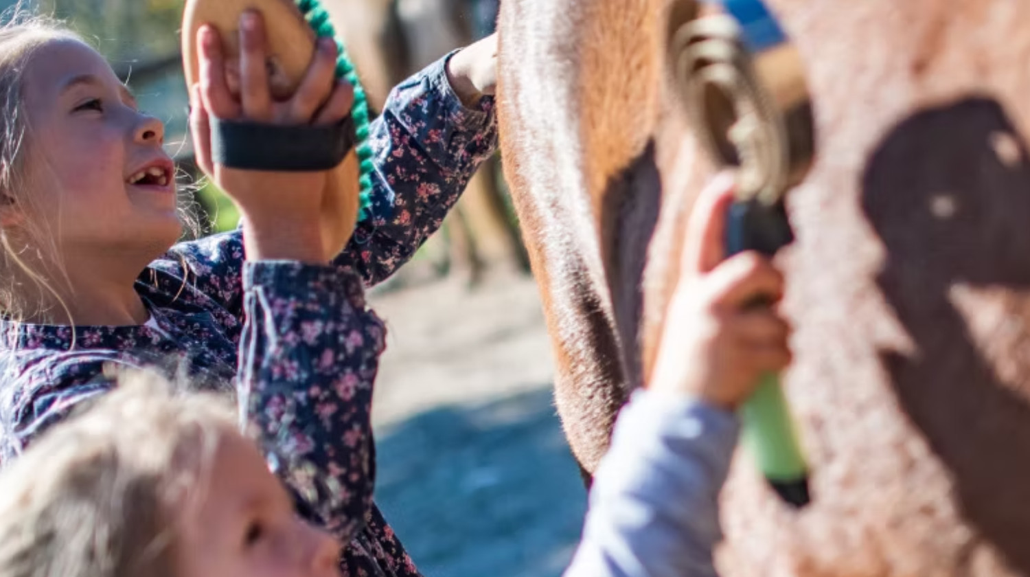 SOEMMI Heste & Alpakaer - Ridetur & alpakahygge hos Soemmi - 2