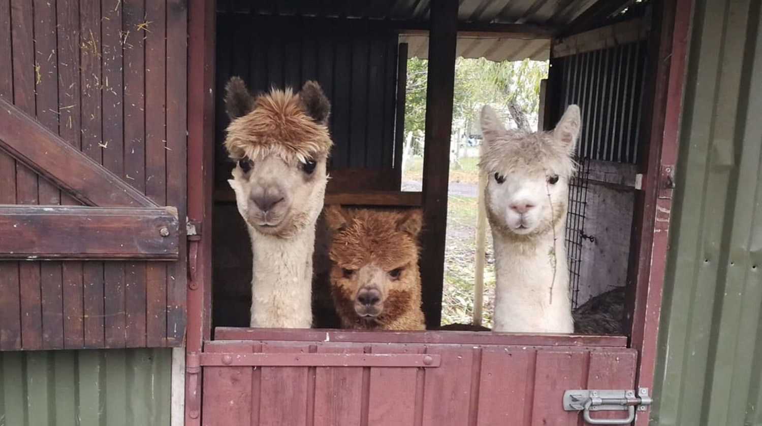 Alpacapark - Alpaca-Hygge - 2