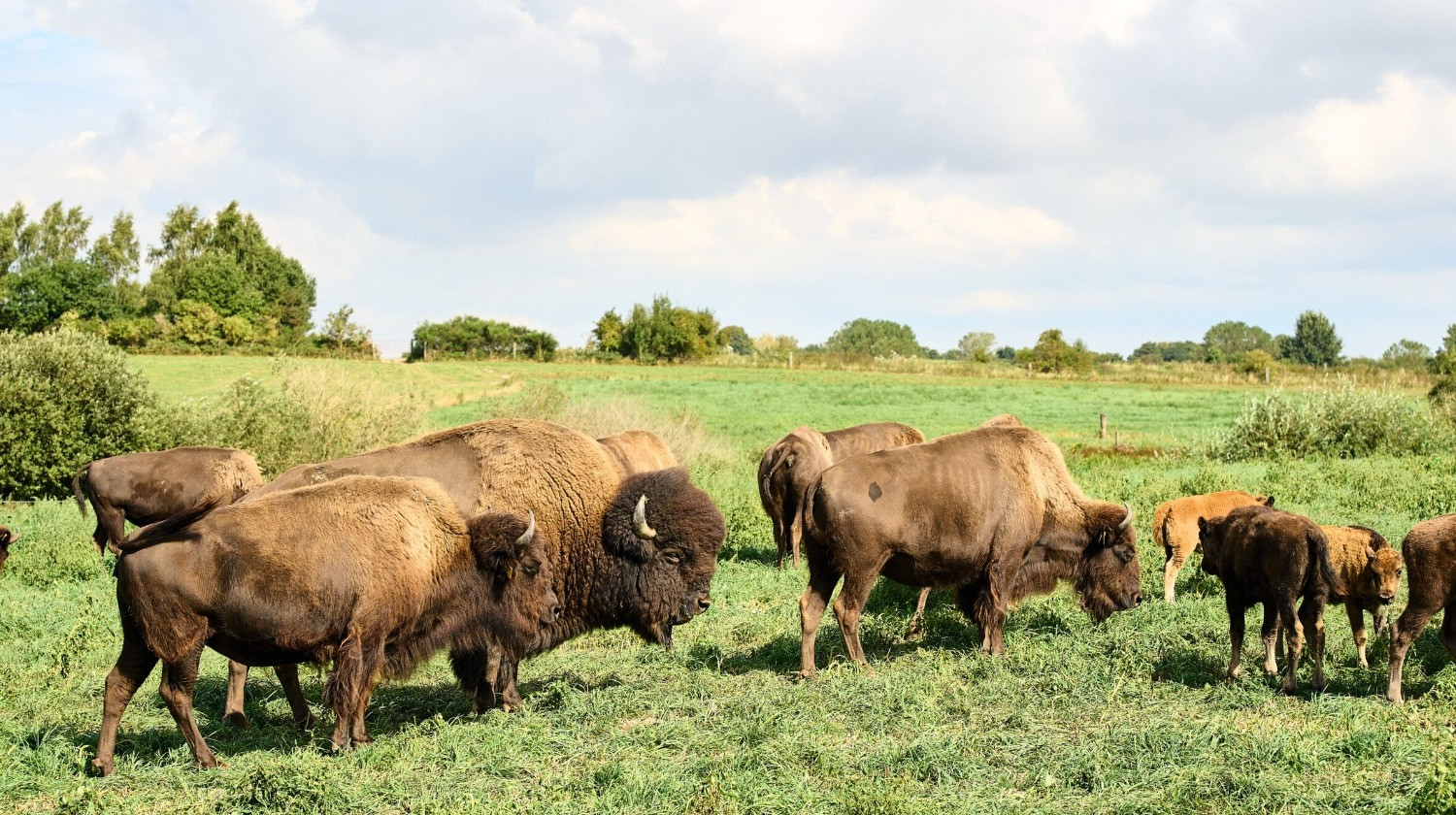 Ditlevsdal Bisonfarm - Bisonsafari på Fyn - 2