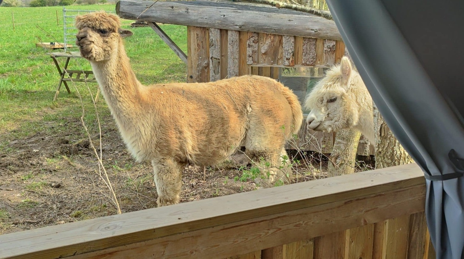 Alpacapark - Overnatning i AlpacaCamp - 4