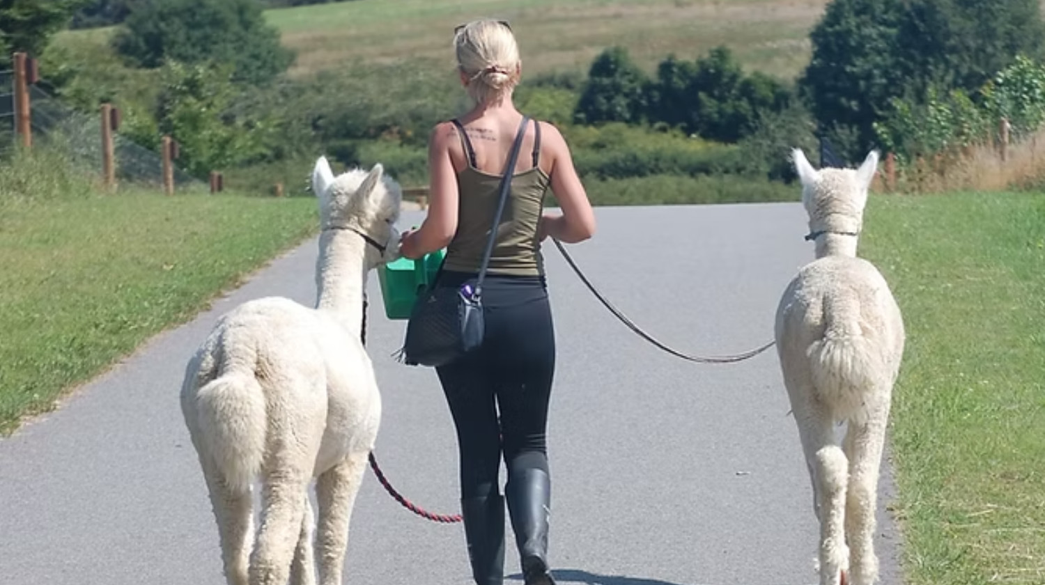 SOEMMI Heste & Alpakaer - Alpakawalk hos Soemmi - 1