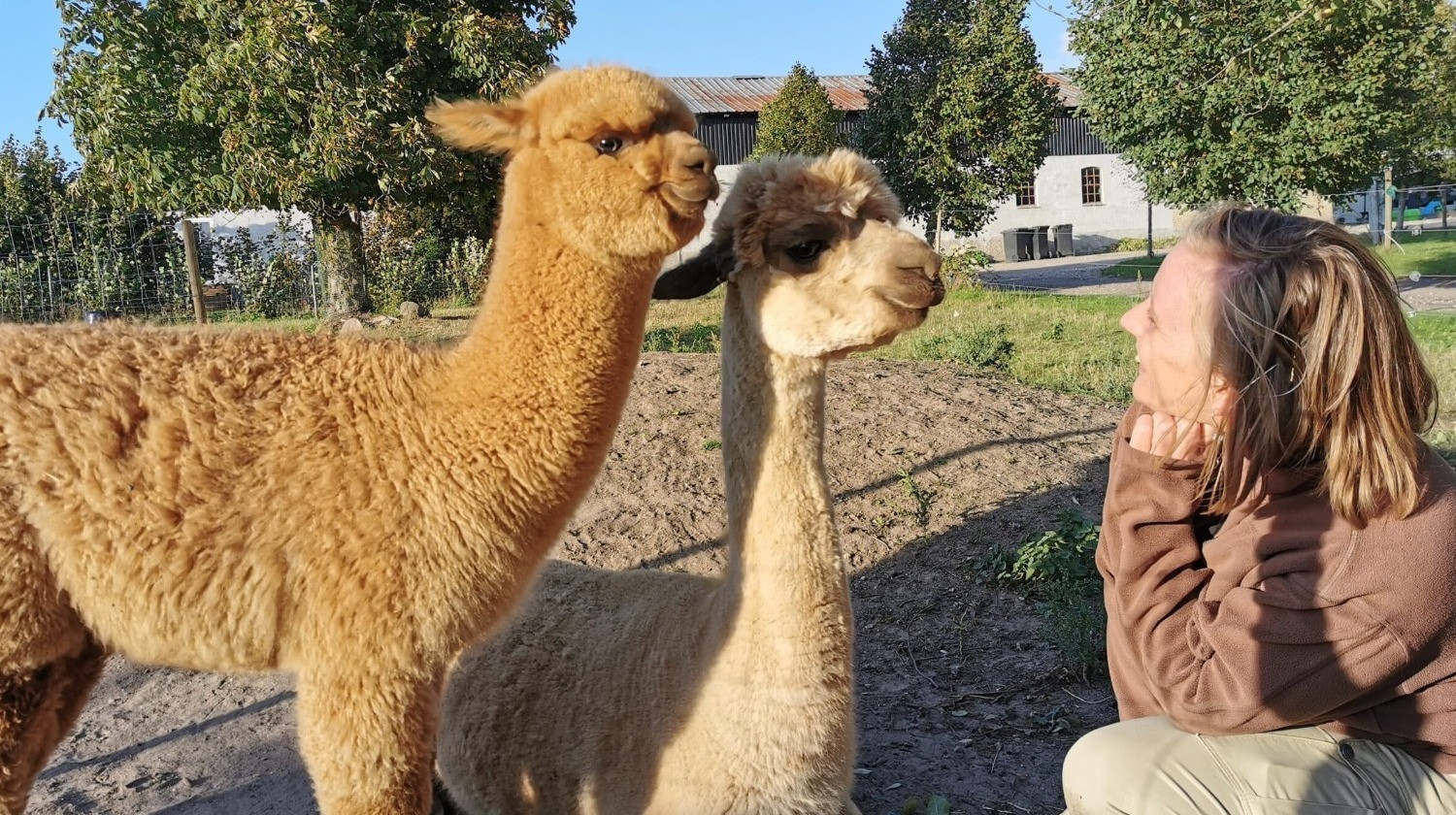 Alpacapark - Alpaca-Hygge - 1