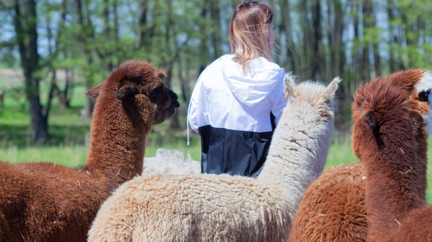 SOEMMI Heste & Alpakaer - Ridetur & alpakahygge hos Soemmi - 3