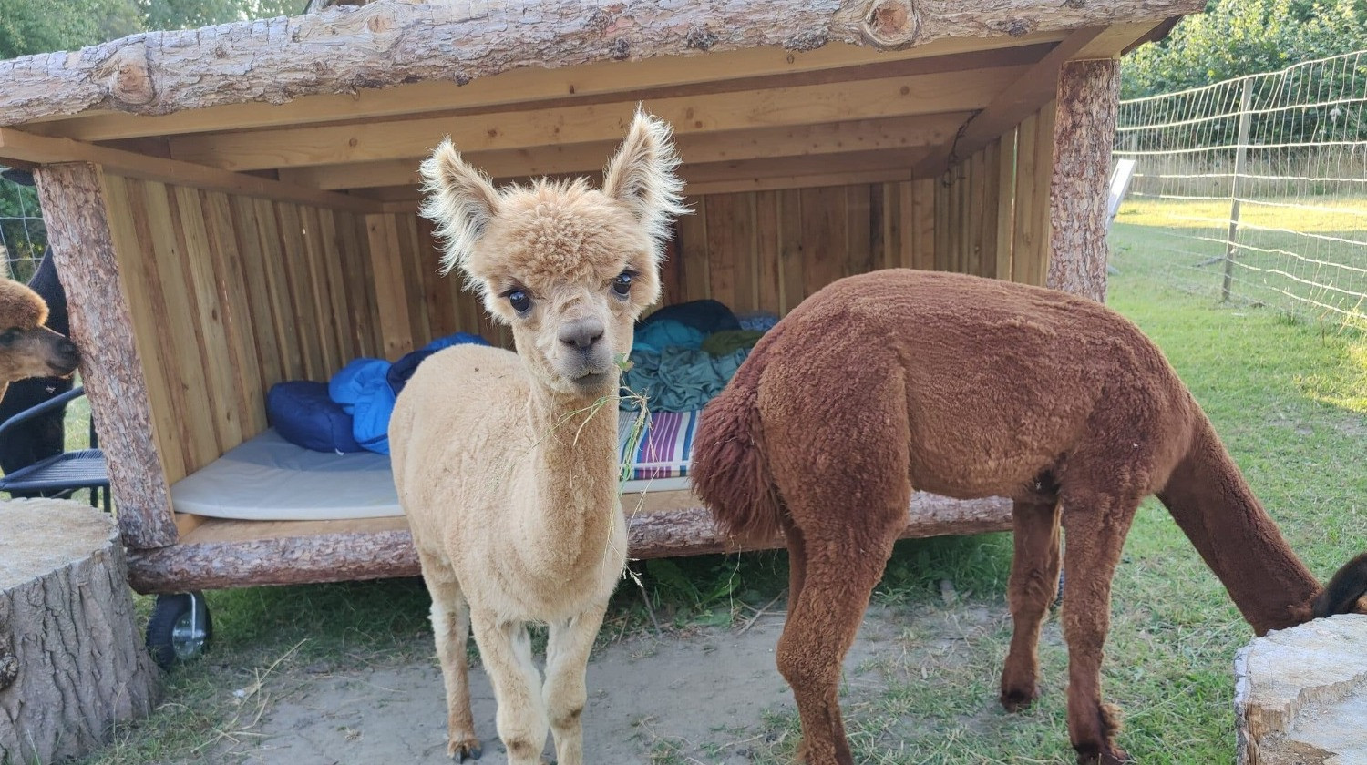 Alpacapark - Overnatning i AlpacaCamp - 1