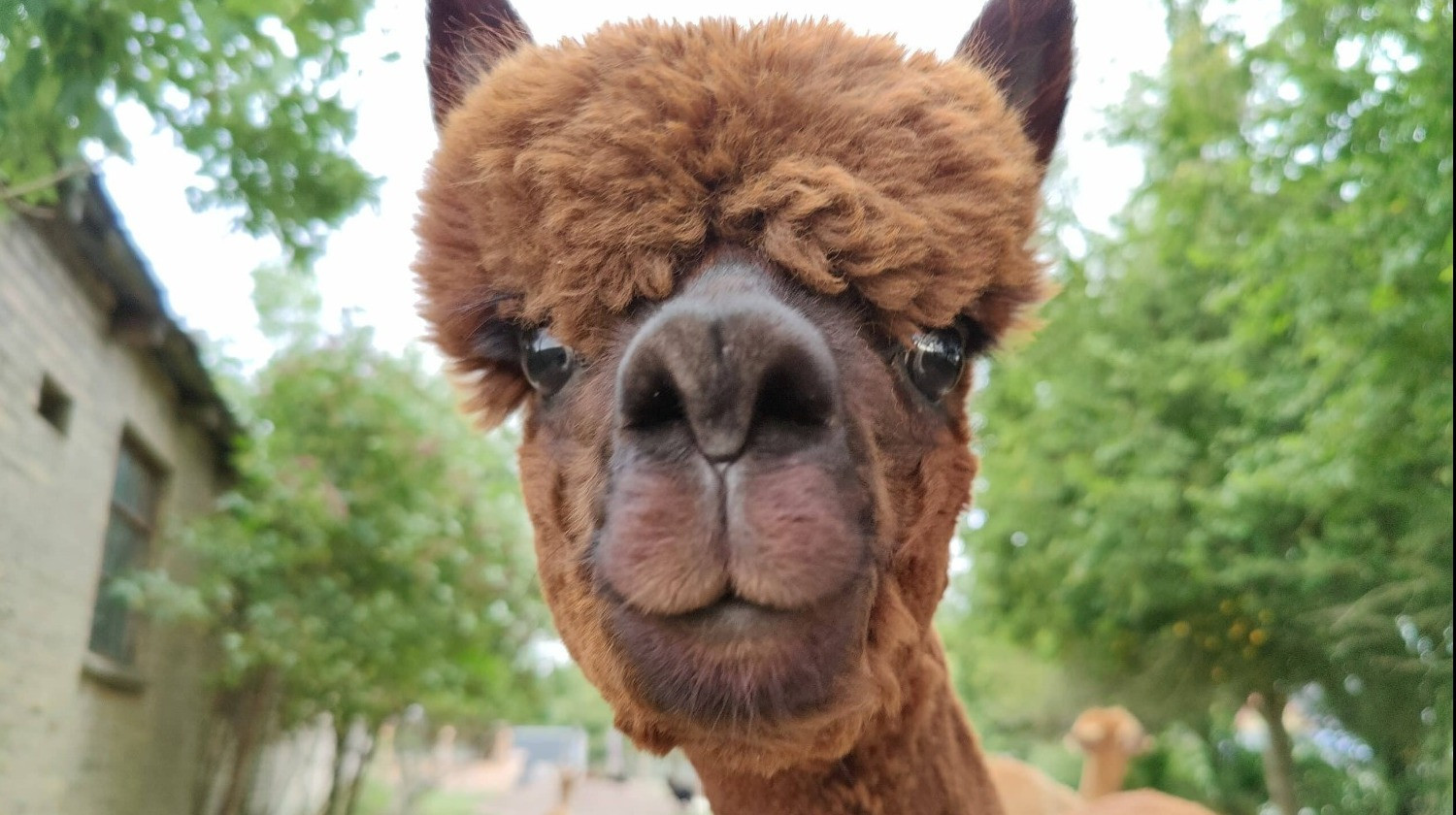 Alpacapark - Alpaca-Hygge - 4