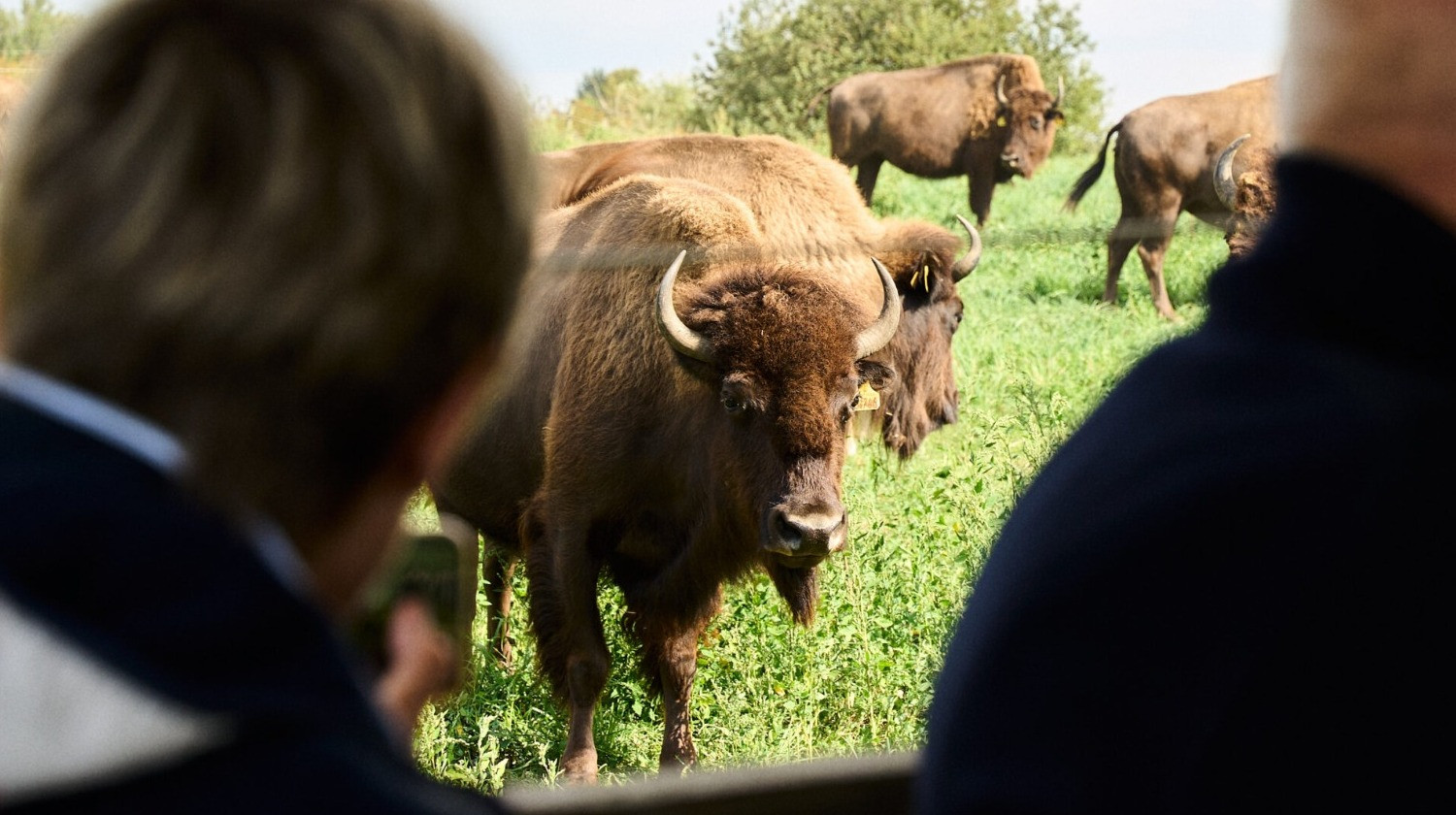 Ditlevsdal Bisonfarm - 2