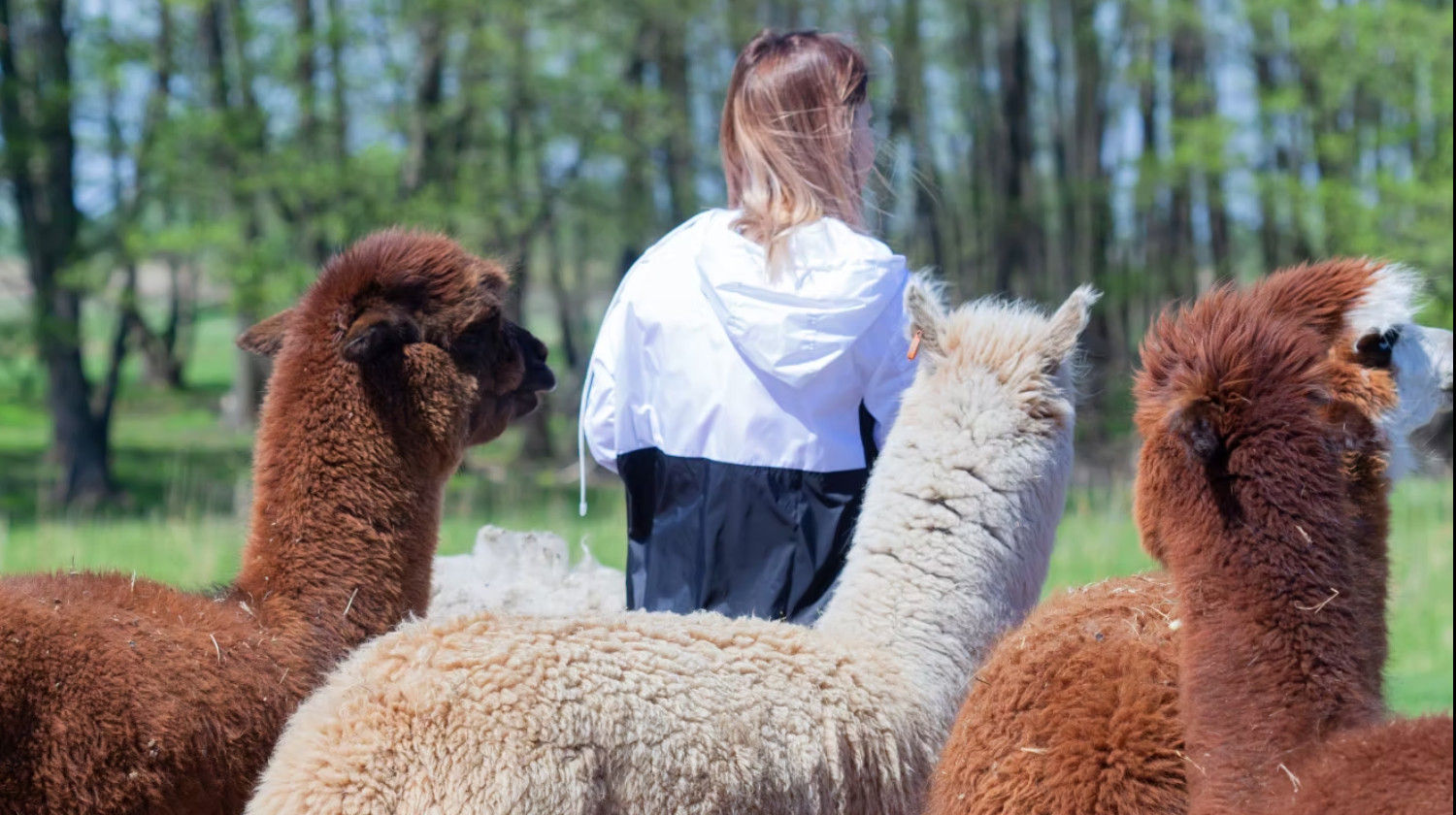 SOEMMI Heste & Alpakaer - 2