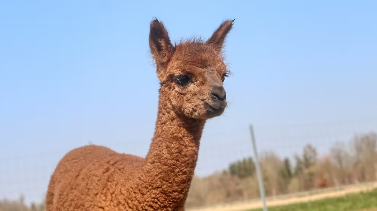 SOEMMI Heste & Alpakaer - 3